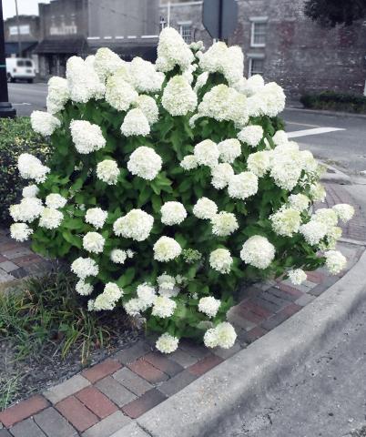 This hydrangea in downtown Fayette is now at its peak blooming season.