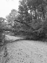  Trees fell across New Hope Road, blocking traffic until the road could be cleared by the county work crew.